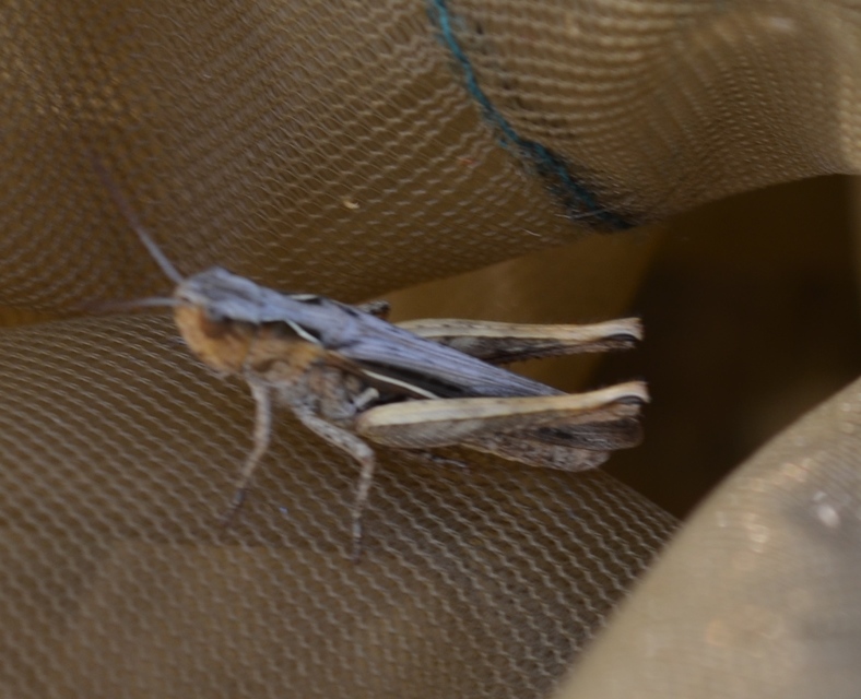 Chorthippus (Glyptobothrus) (subgenus)