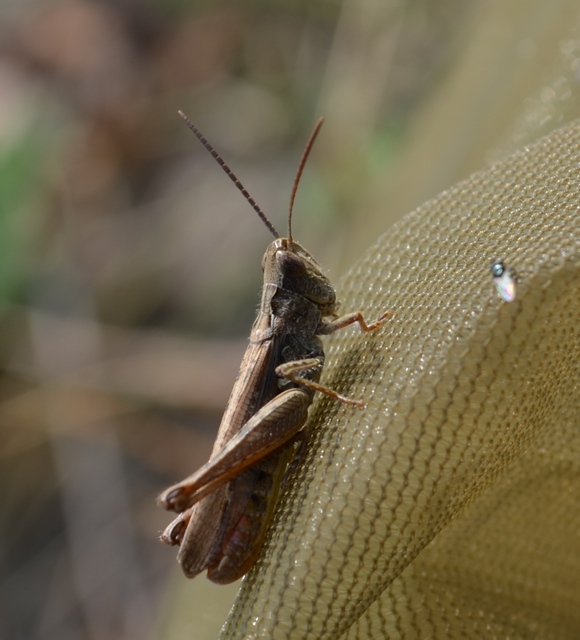 Chorthippus biguttulus - zengő tarlósáska