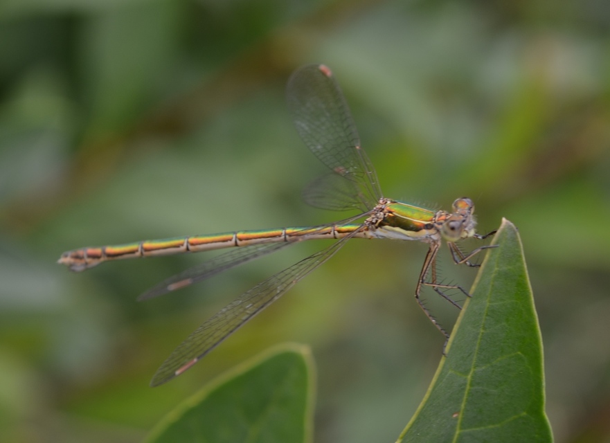 Lestes virens vestalis - kis rablószitakötő