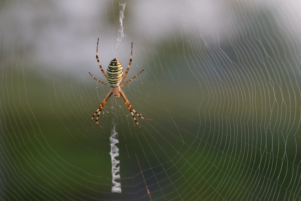 Argiope bruennichi - darázspók