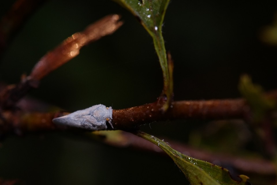 Metcalfa pruinosa - amerikai lepkekabóca