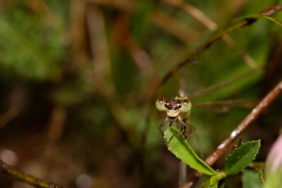 Lestes barbarus - foltosszárnyjegyű rablószitakötő