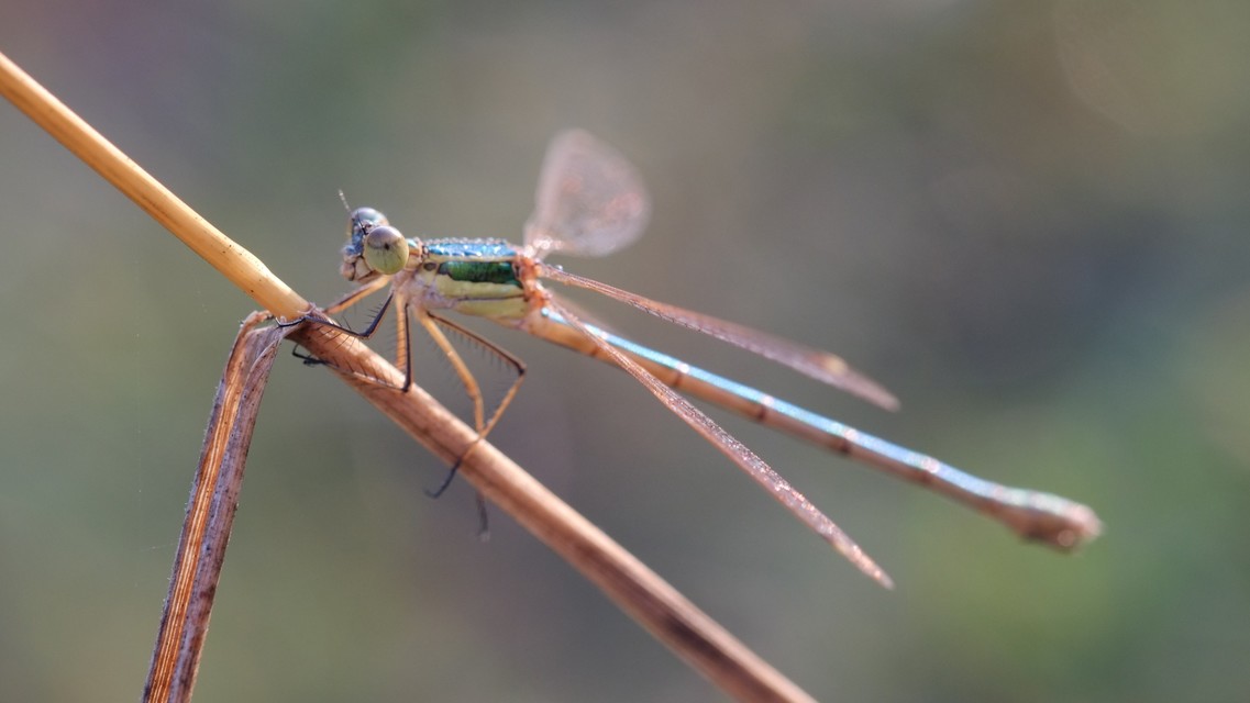 Lestes barbarus - foltosszárnyjegyű rablószitakötő