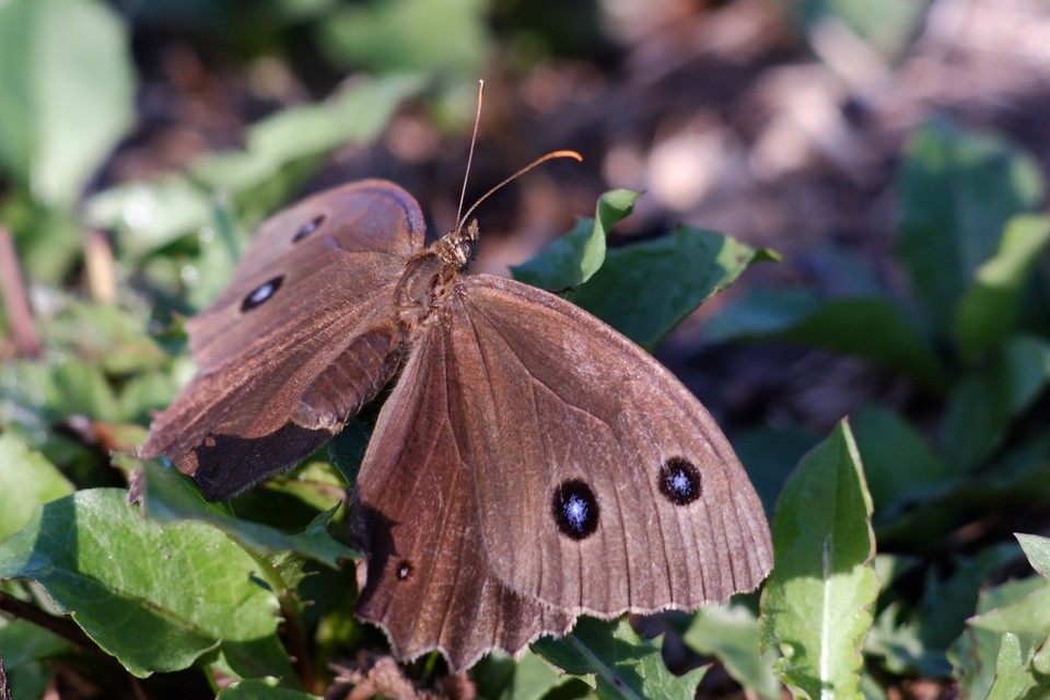 Minois dryas - fekete szemeslepke