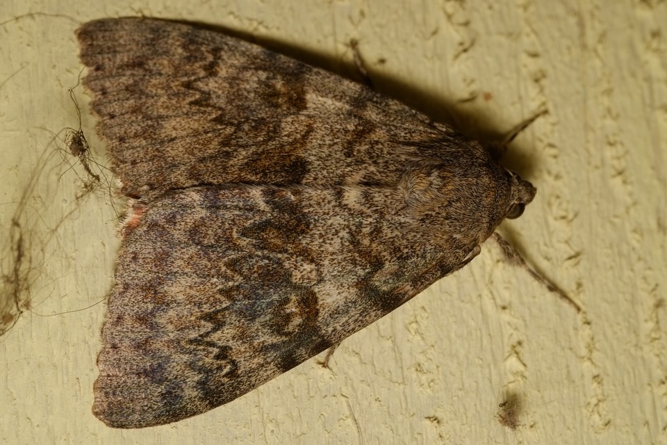Catocala elocata - közönséges övesbagoly