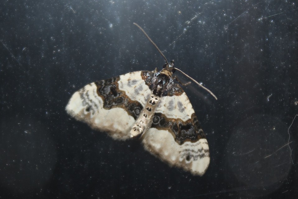 Cosmorhoe ocellata - szemes galajaraszoló
