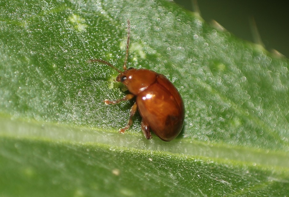 Sphaeroderma testaceum - tojásdad bogáncs-földibolha