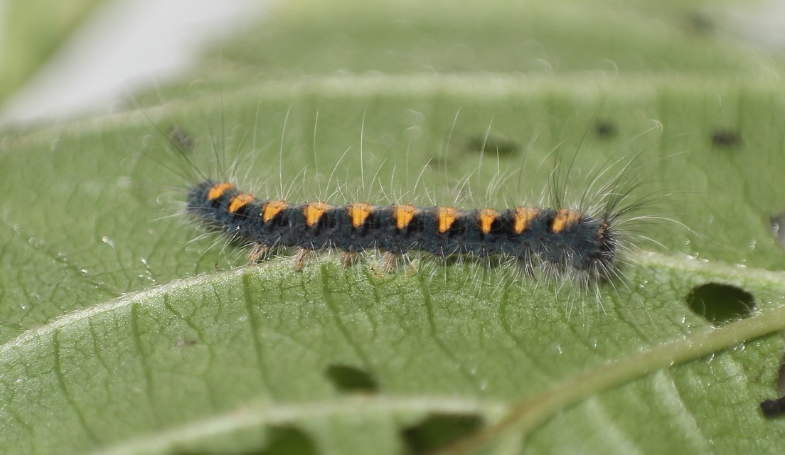 Lasiocampa quercus - tölgyfaszövő