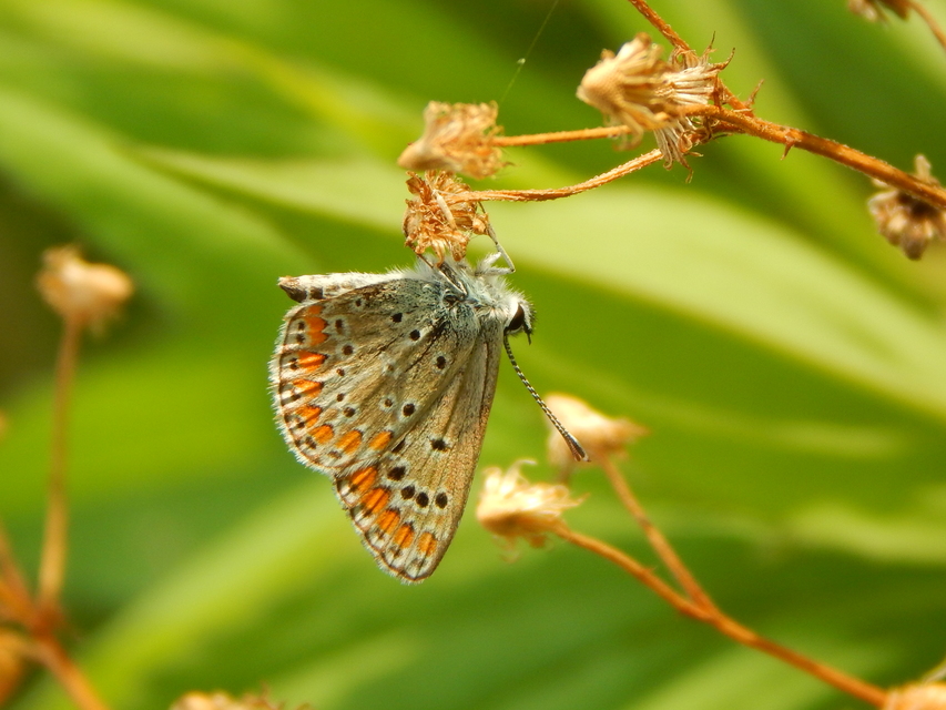 Aricia agestis - szerecsenboglárka