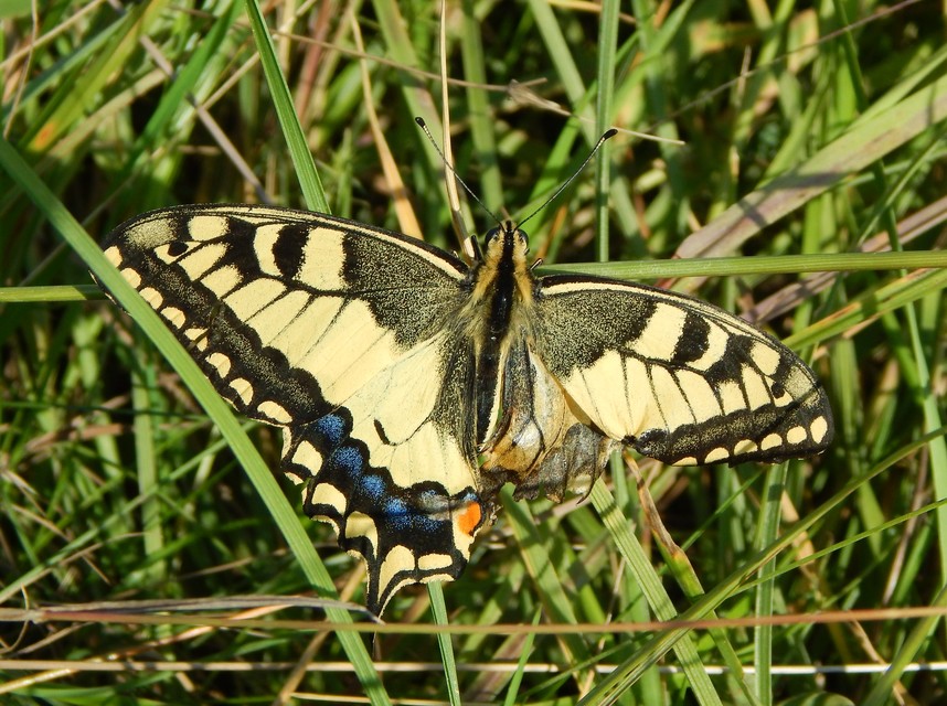 Papilio machaon - fecskefarkú lepke