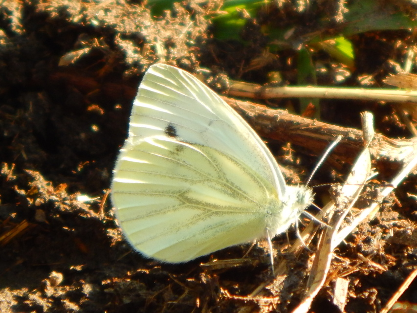 Pieris napi - repcelepke