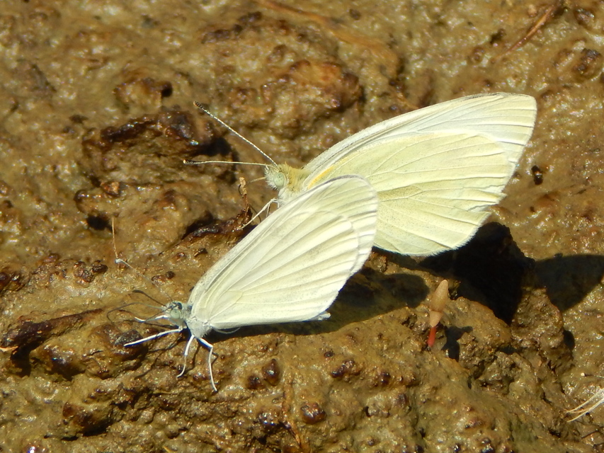 Leptidea sinapis - mustárlepke