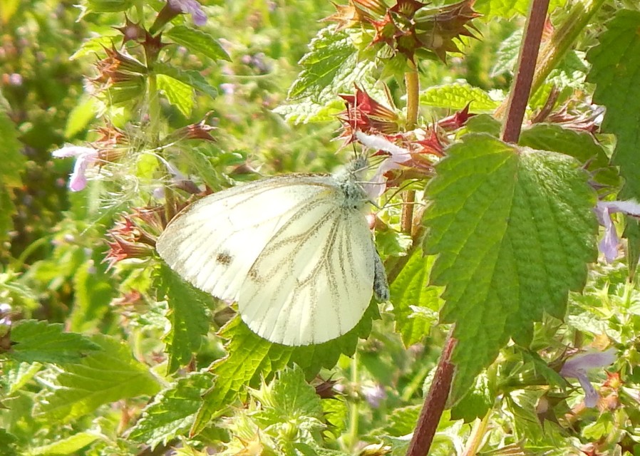 Pieris napi - repcelepke