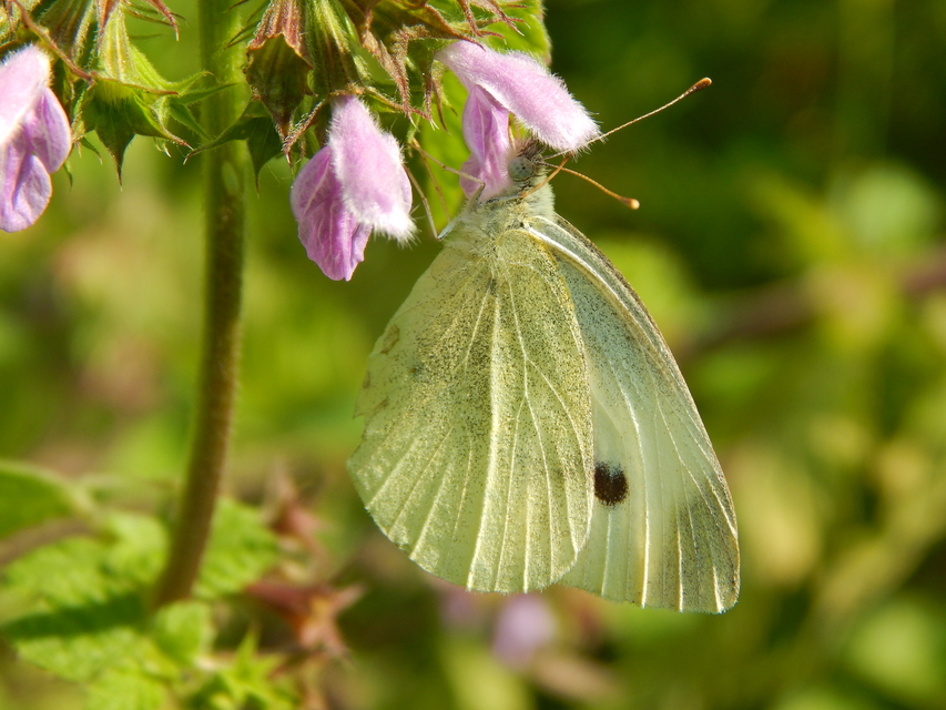 Pieris rapae - répalepke