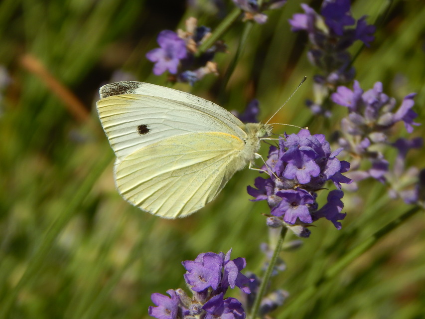 Pieris rapae - répalepke