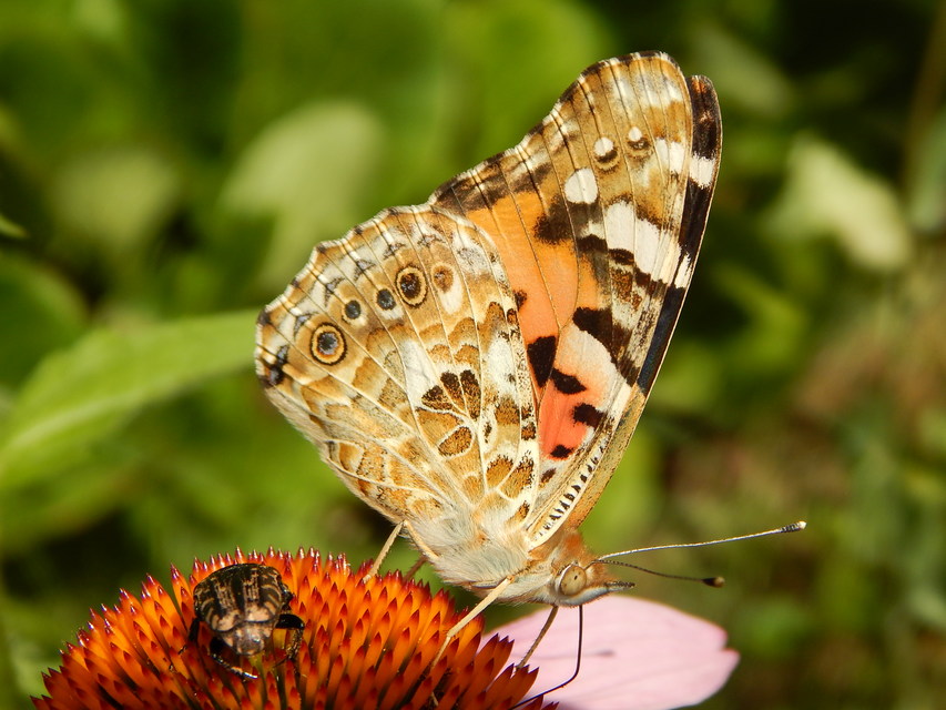 Vanessa cardui - bogáncslepke