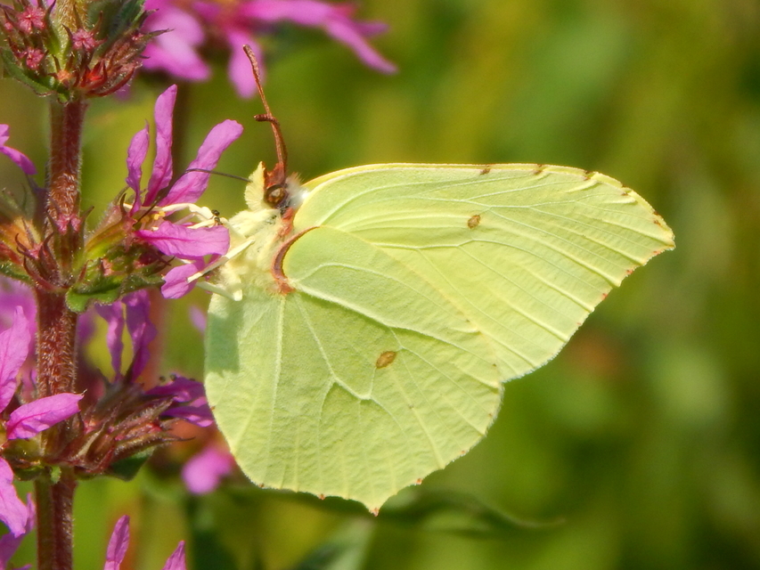 Gonepteryx rhamni - citromlepke