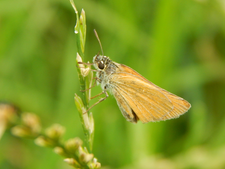 Thymelicus lineola - vonalas busalepke