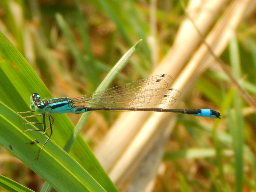 Ischnura elegans pontica - kéköves légivadász