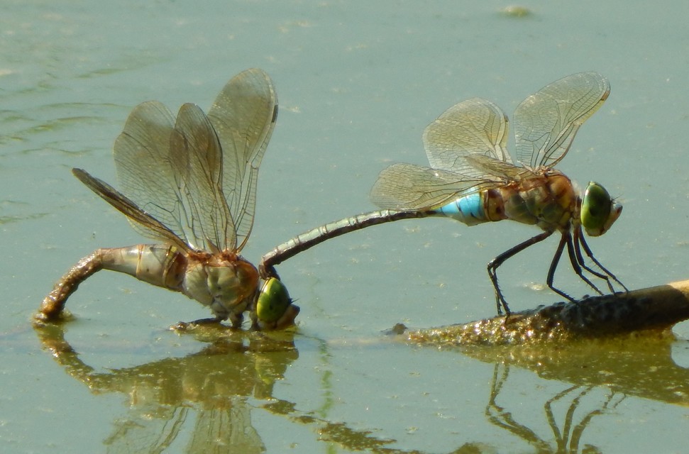 Anax parthenope - barna óriásacsa