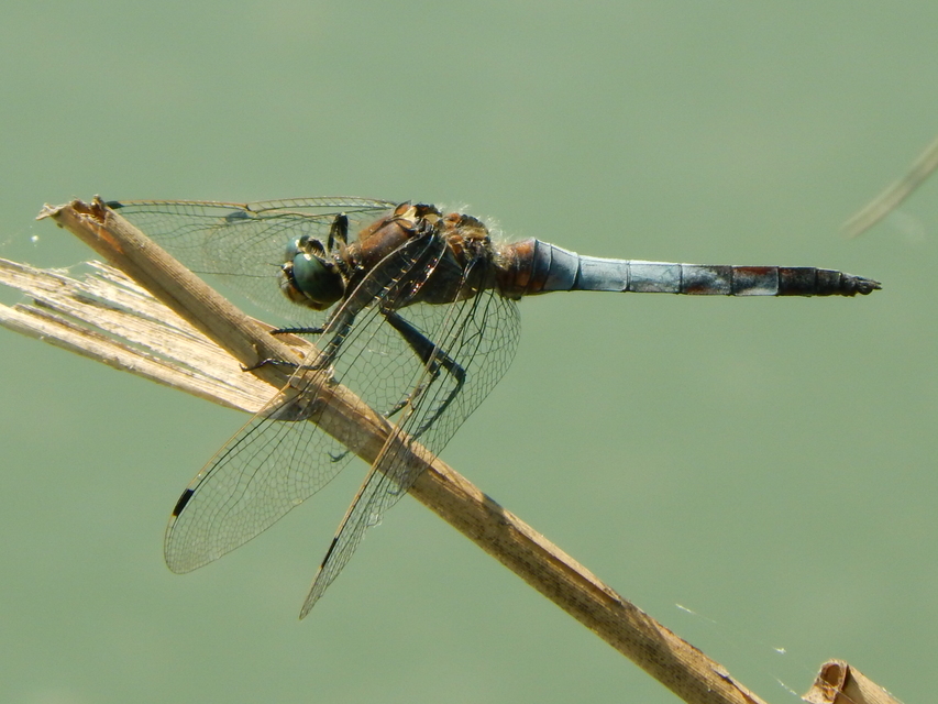 Orthetrum cancellatum - feketefarkú pásztorszitakötő