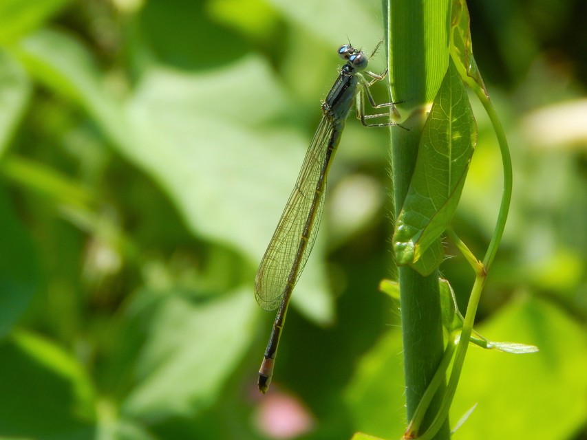Ischnura elegans pontica - kéköves légivadász