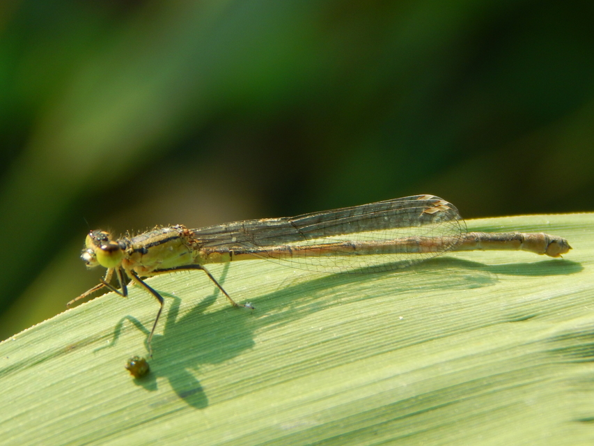 Ischnura elegans pontica - kéköves légivadász