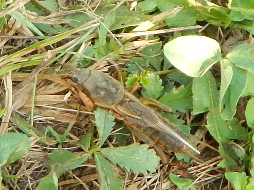 Gryllotalpa