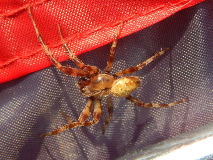 Araneus diadematus - koronás keresztespók