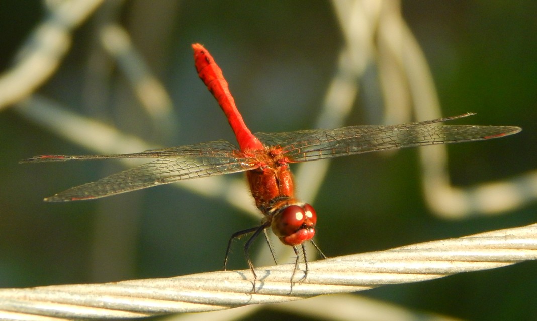 Sympetrum sanguineum - vörös katona-szitakötő