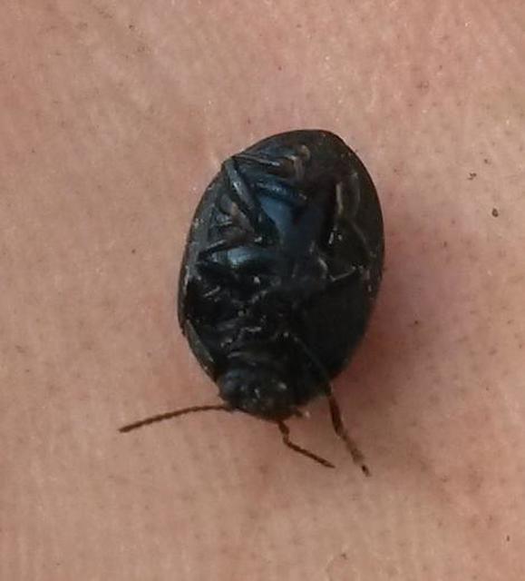 Chrysolina haemoptera - mezei levélbogár