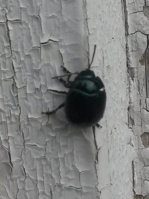 Chrysolina haemoptera - mezei levélbogár
