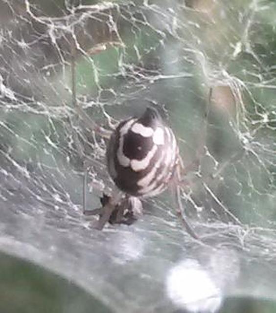 Frontinellina frutetorum - bokor vitorláspók