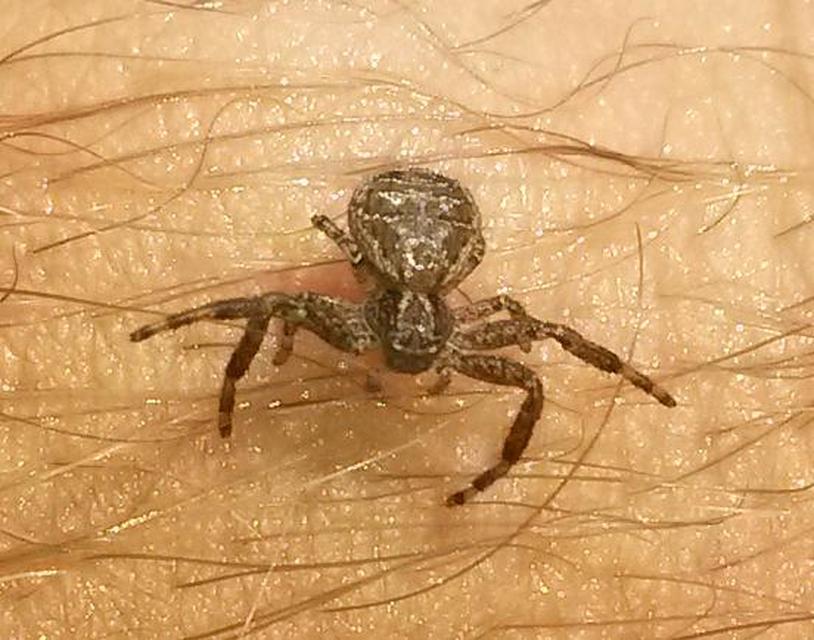 Xysticus