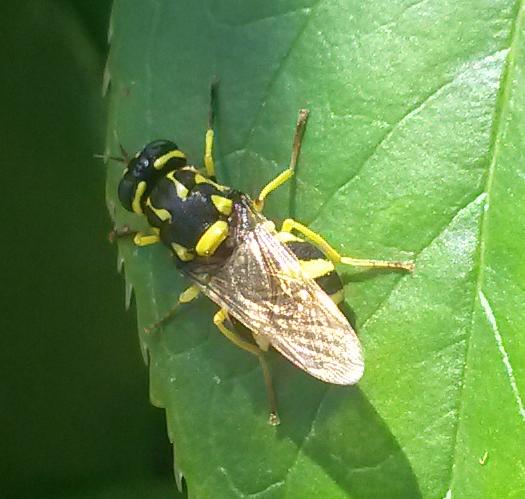 Oxycera meigenii - füstösszárnyú kurtalégy