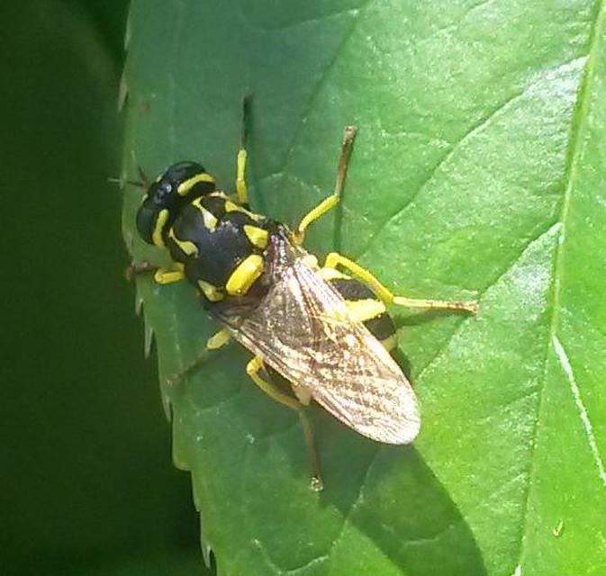 Oxycera meigenii - füstösszárnyú kurtalégy
