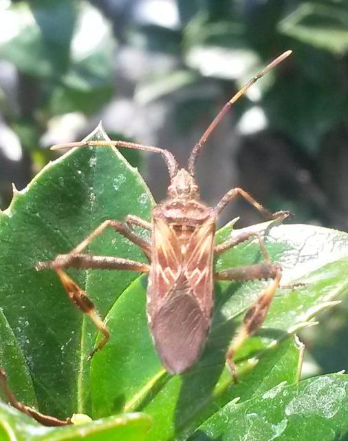 Leptoglossus occidentalis - nyugati levéllábú poloska