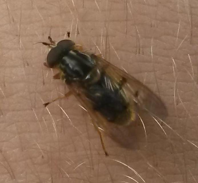 Ferdinandea