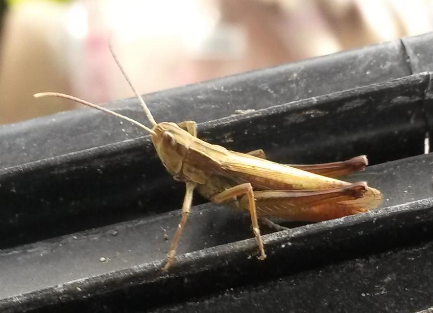 Chorthippus oschei pusztaensis - pusztai rétisáska