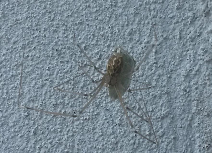 Holocnemus pluchei - márványos álkaszáspók