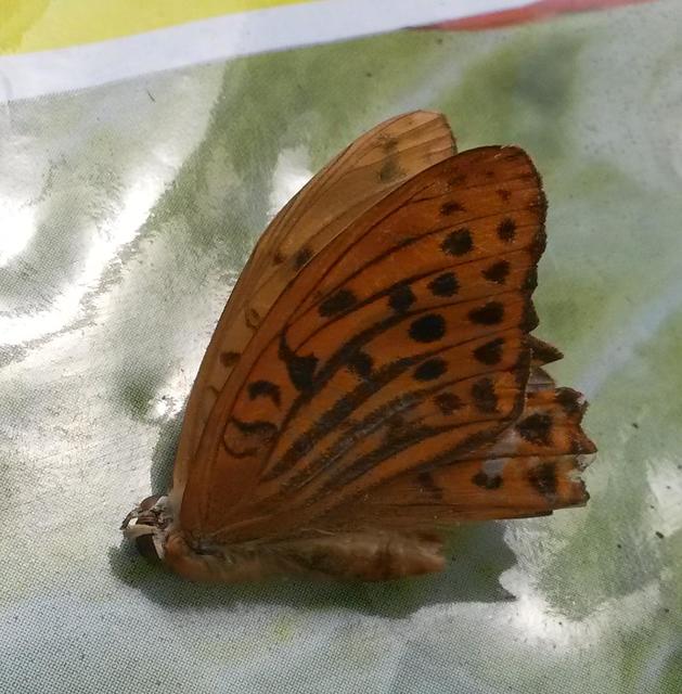 Argynnis paphia - nagy gyöngyházlepke