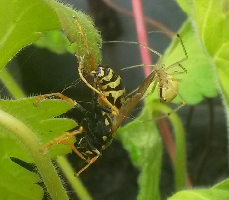 Enoplognatha ovata/latimana