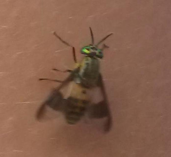 Chrysops