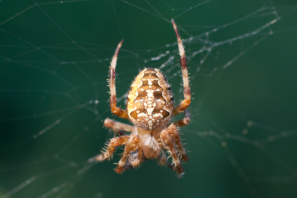Araneus diadematus - koronás keresztespók
