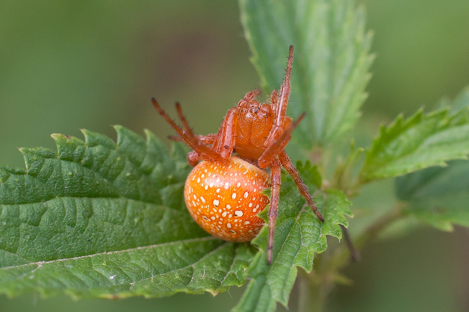 Araneus alsine - hűsölő keresztespók