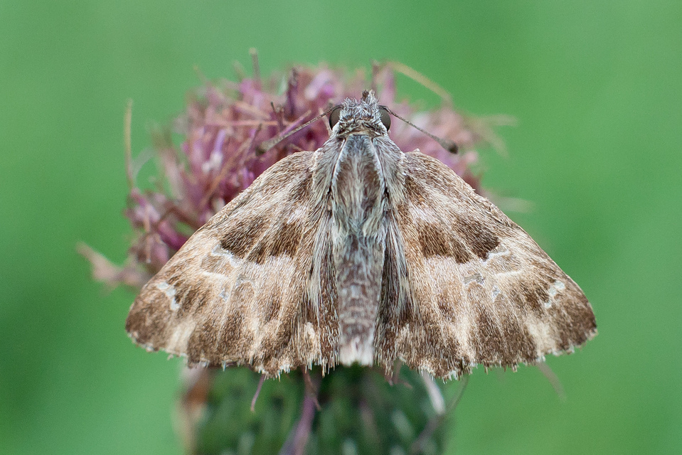 Carcharodus alceae - mályva-busalepke