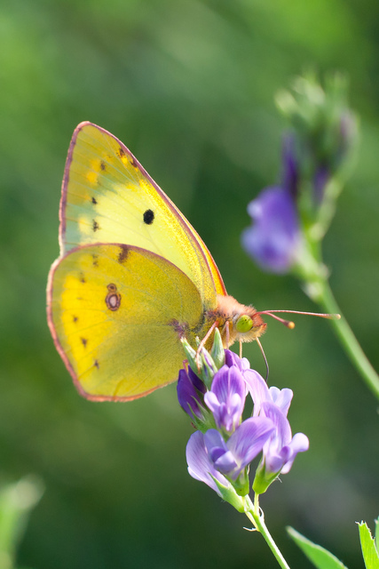 Colias hyale - kéneslepke