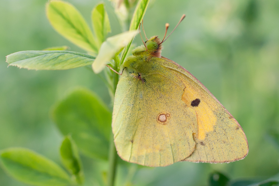 Colias croceus - sáfránylepke