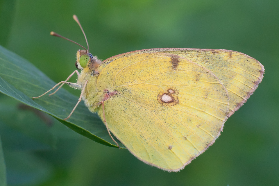 Colias hyale - kéneslepke
