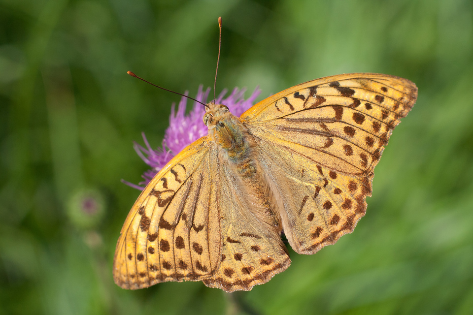 Argynnis pandora - zöldes gyöngyházlepke